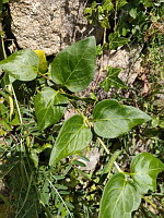 Grande pervenche - Vinca major (photo Mrugala F.)(1)